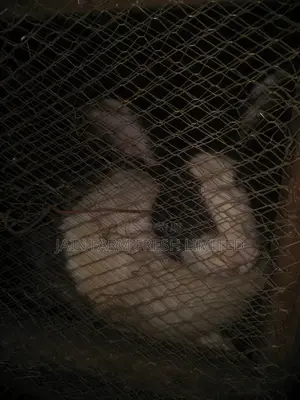 Jain Farm Fresh Rabbits