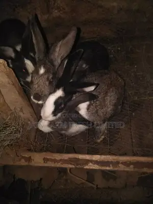 Jain Farm Fresh Rabbits