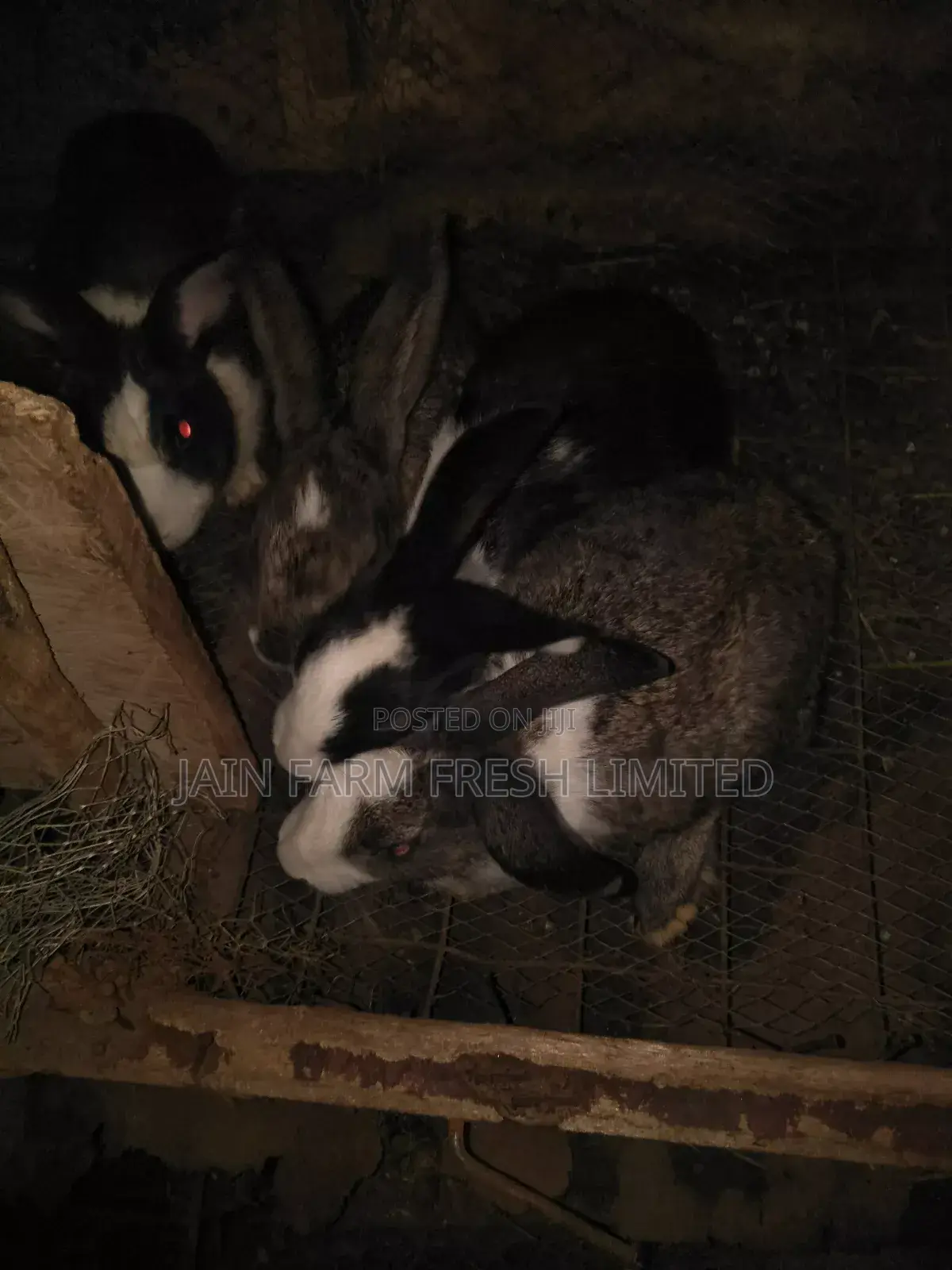 Jain Farm Fresh Rabbits