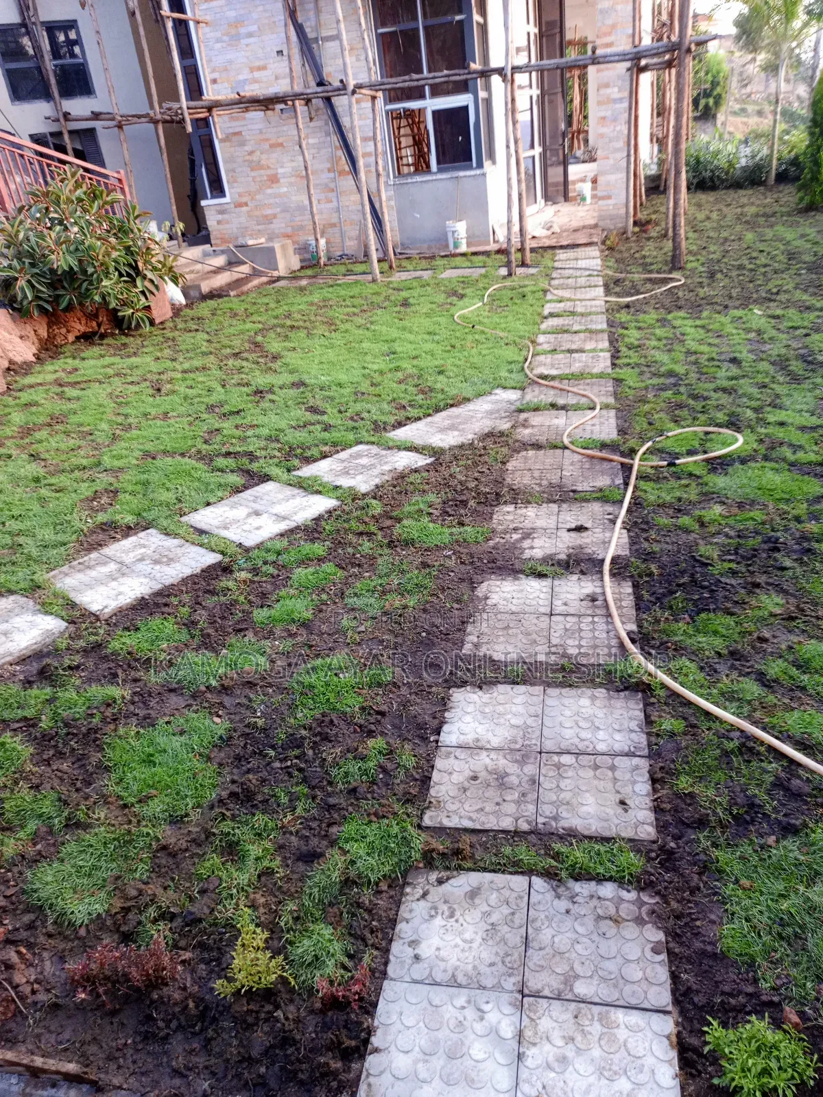 Paspalum Grass. Natural Grasses and Lawn