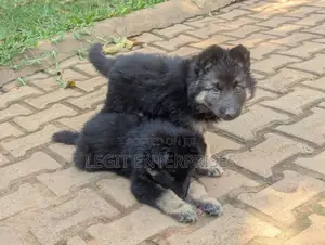 3-6 months Female Purebred German Shepherd