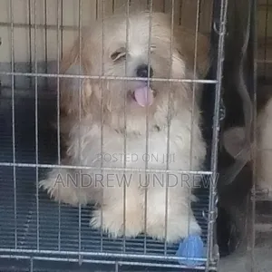 Photo - 1-3 months Male Purebred Maltese