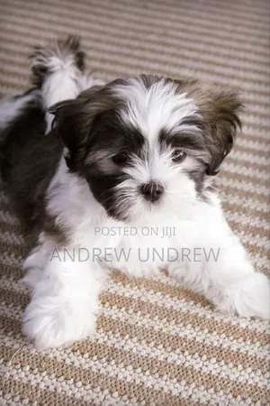 1-3 months Male Purebred Maltese