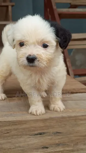 1-3 months Male Purebred Maltese