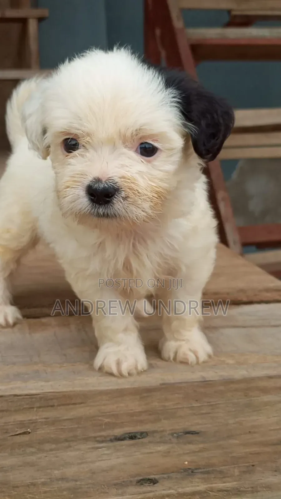 1-3 months Male Purebred Maltese