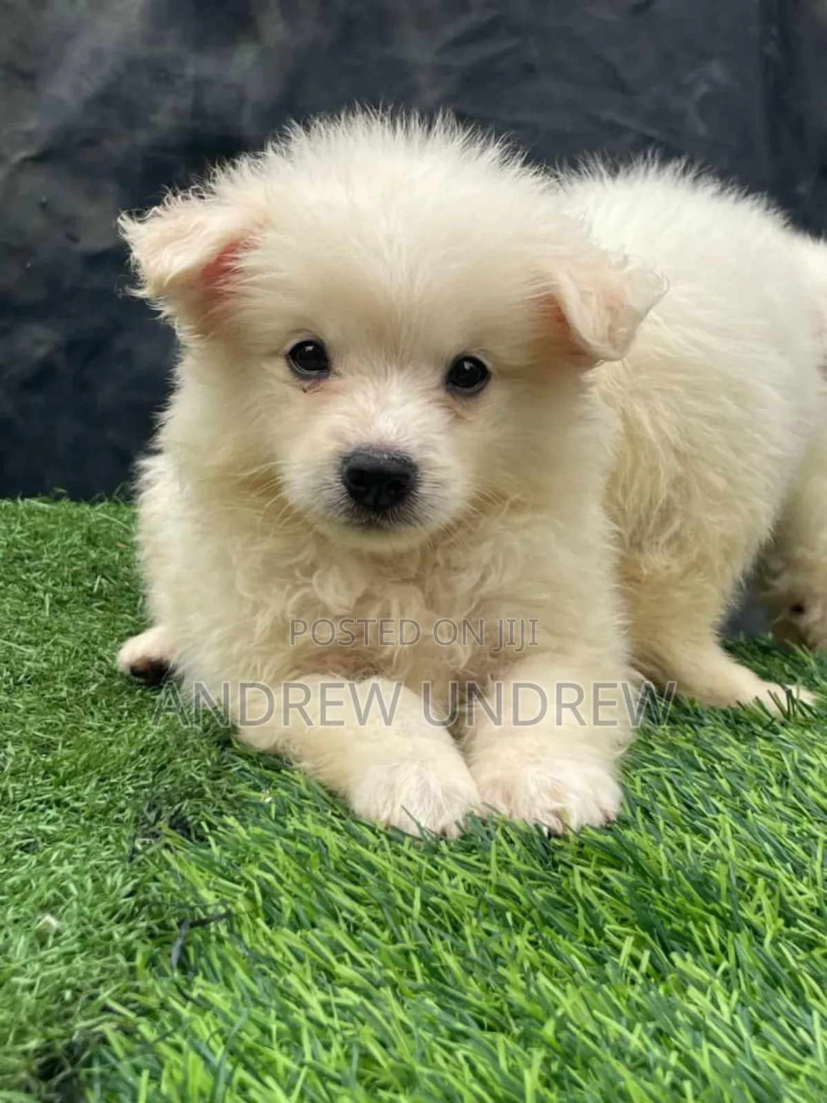 1-3 months Male Purebred Maltese