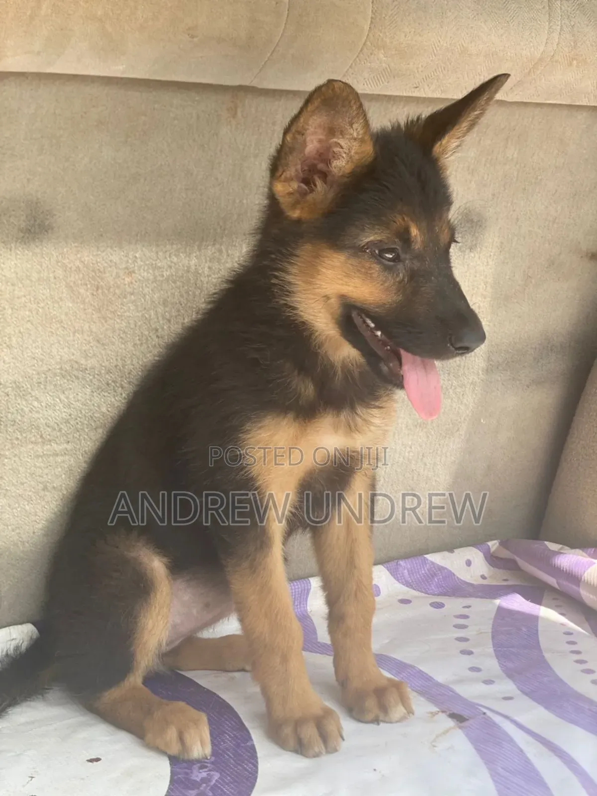1-3 months Female Purebred German Shepherd
