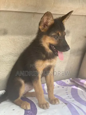 1-3 months Female Purebred German Shepherd