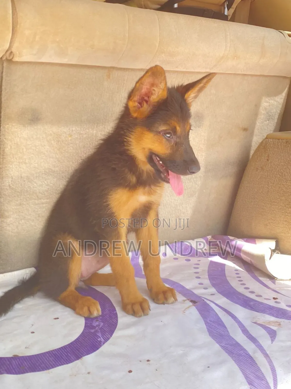 1-3 months Female Purebred German Shepherd