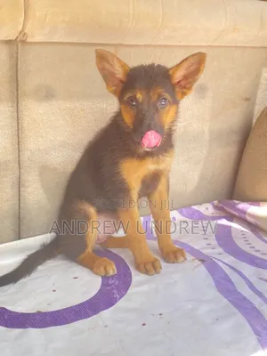 1-3 months Female Purebred German Shepherd