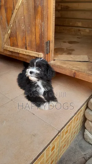 Photo - 1-3 months Female Purebred Maltese