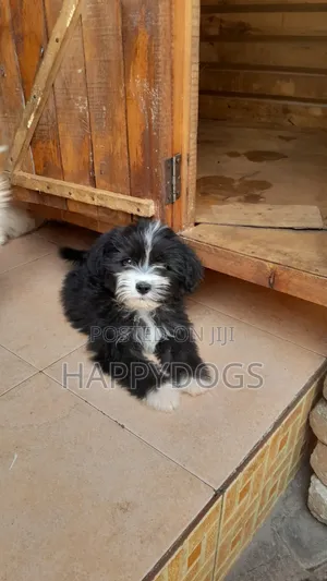 1-3 months Female Purebred Maltese