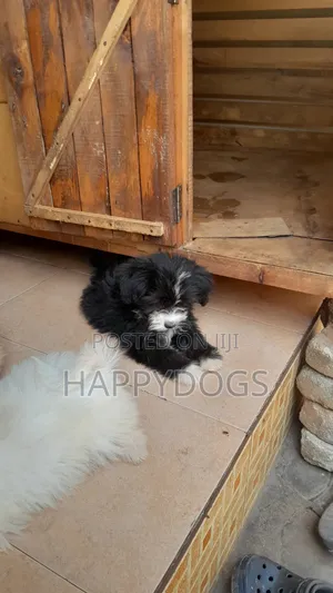 1-3 months Female Purebred Maltese