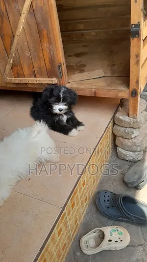 1-3 months Female Purebred Maltese