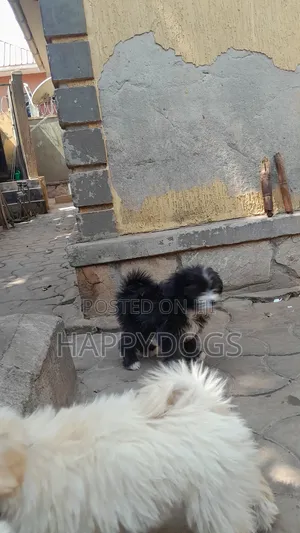 1-3 months Female Purebred Maltese