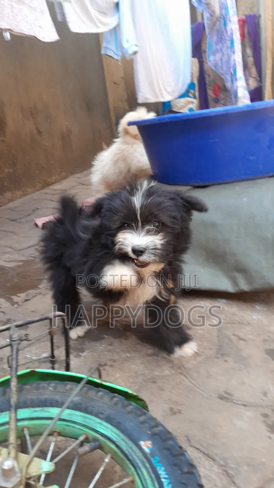 1-3 months Female Purebred Maltese