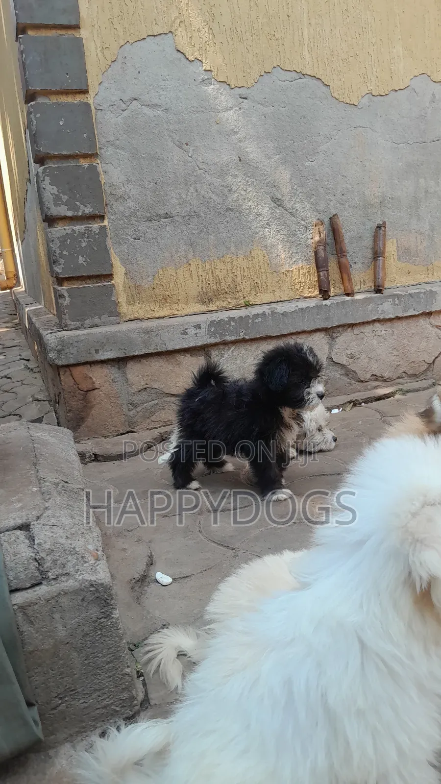 1-3 months Female Purebred Maltese