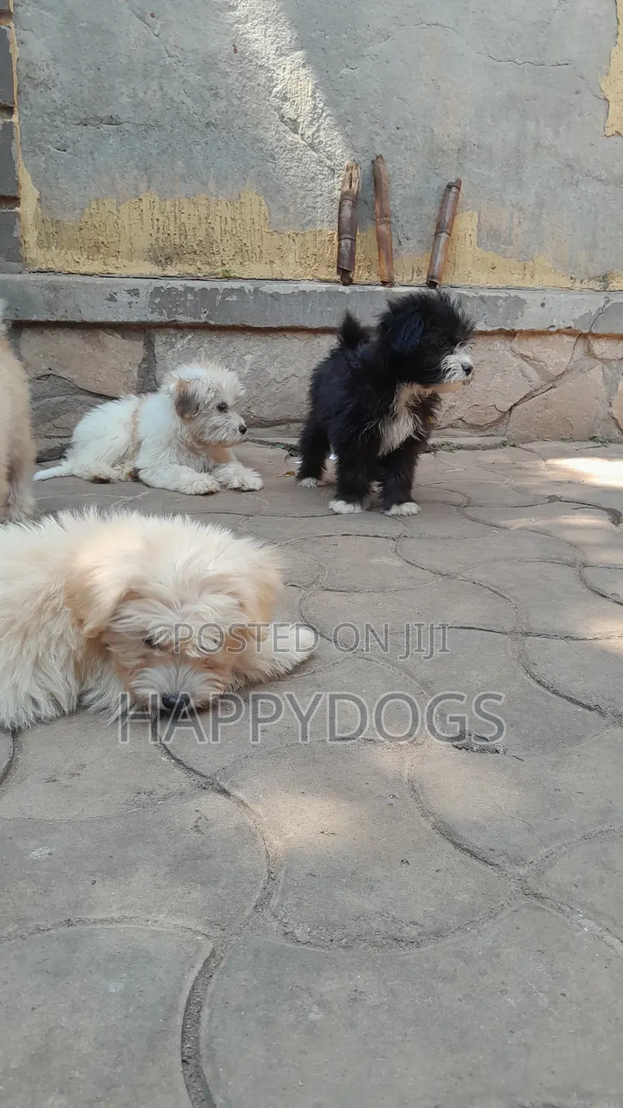 1-3 months Female Purebred Maltese