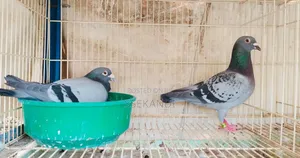 Photo - Pigeons in All Colours