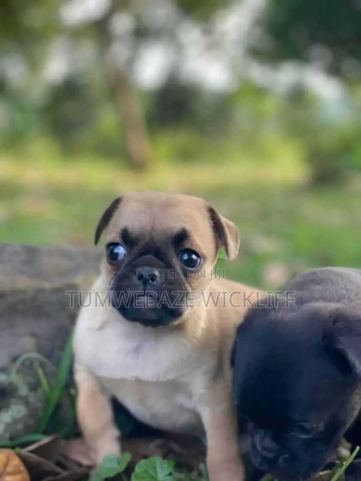 1-3 months Male Purebred Pug