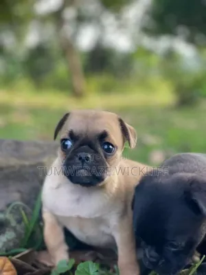 1-3 months Male Purebred Pug