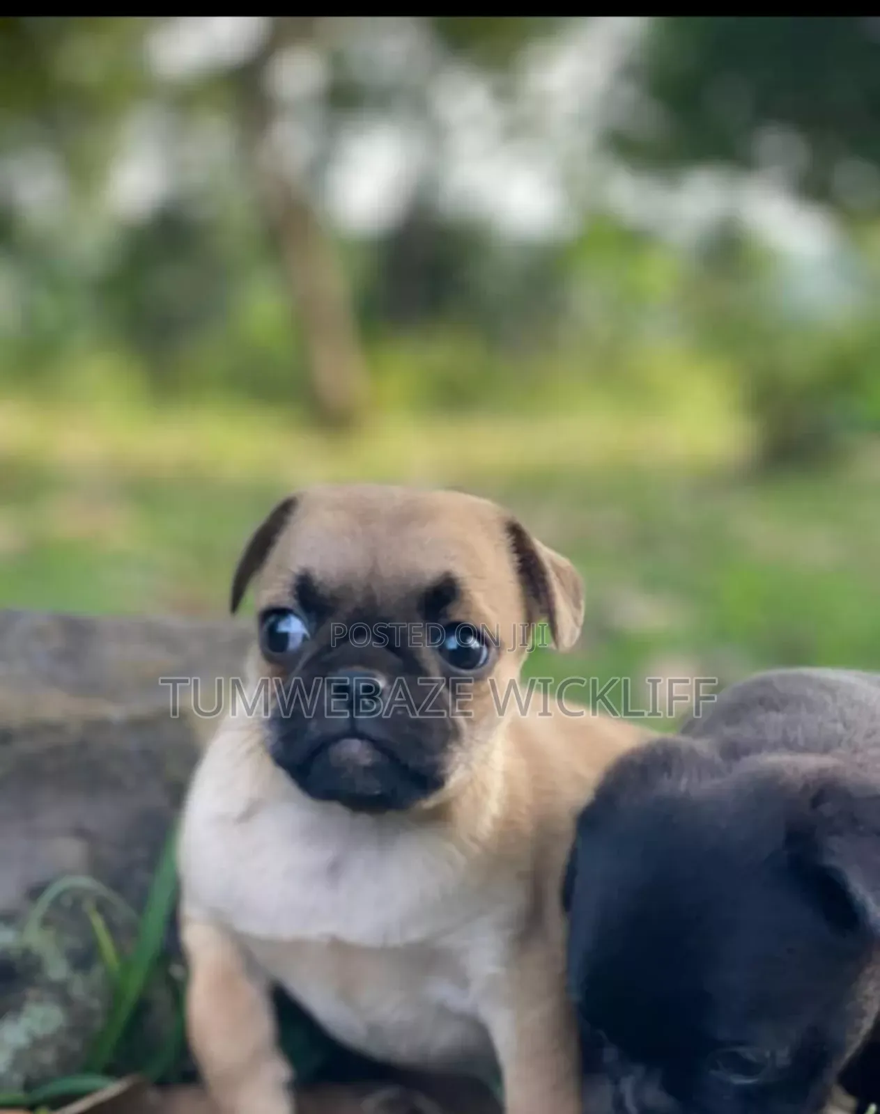 1-3 months Male Purebred Pug