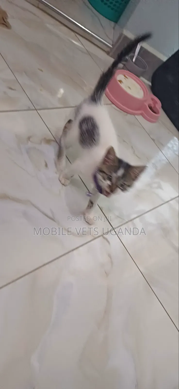 3-6 months Male Purebred Manx