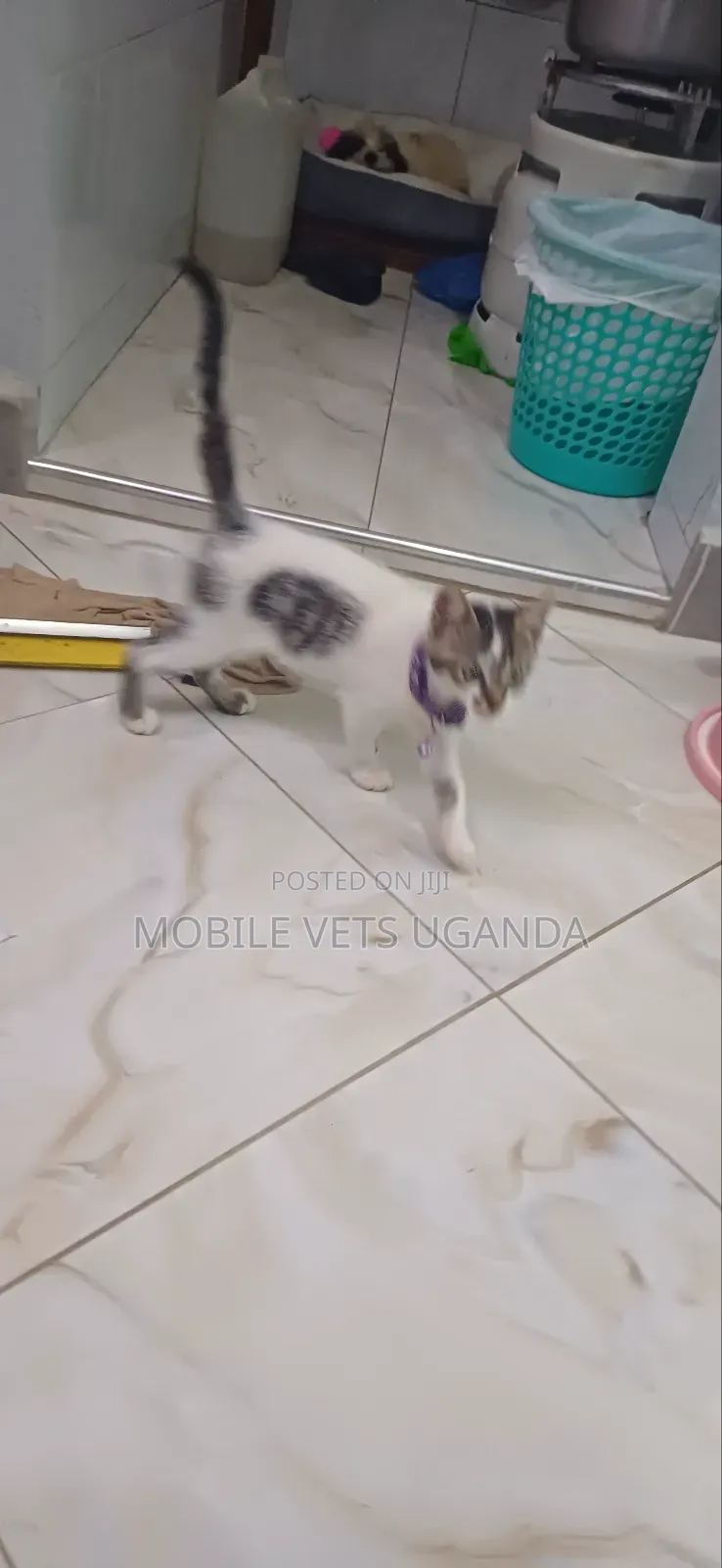 1-3 months Female Purebred Turkish Van