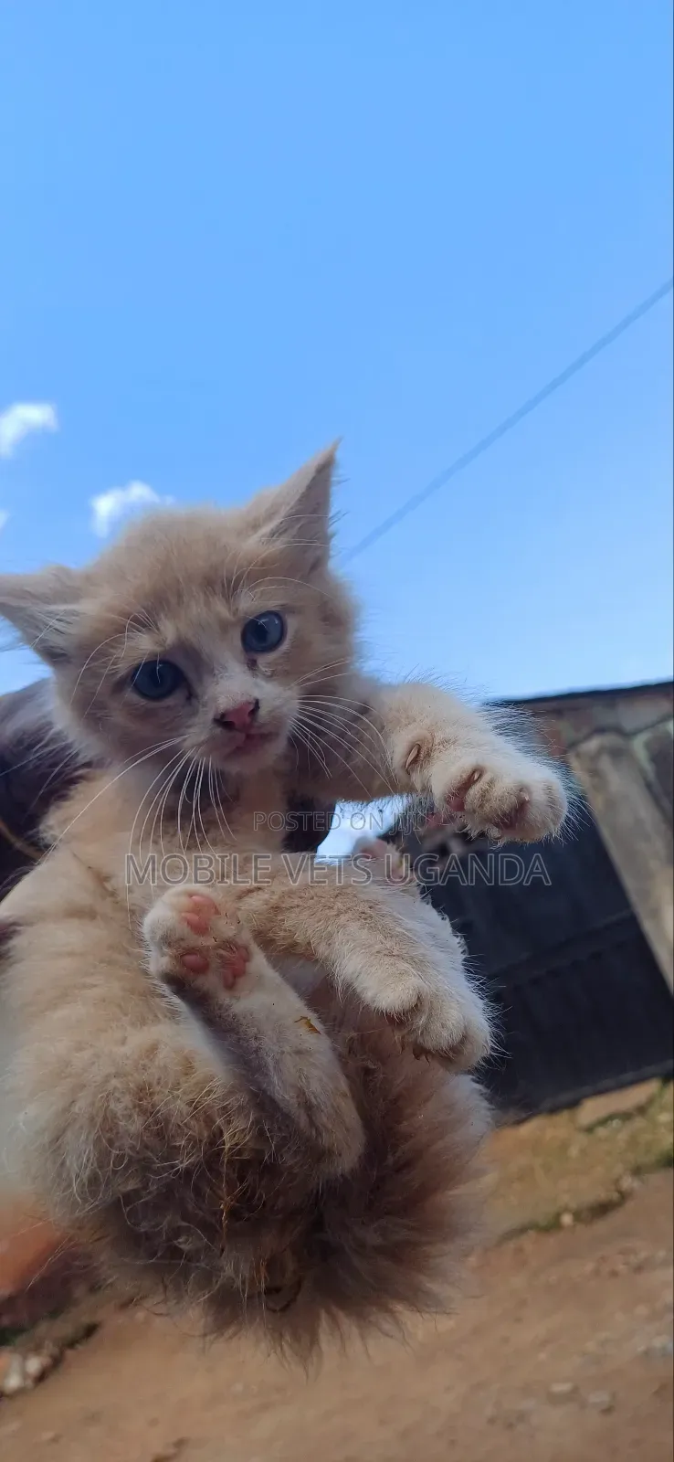 0-1 month Male Purebred British Shorthair
