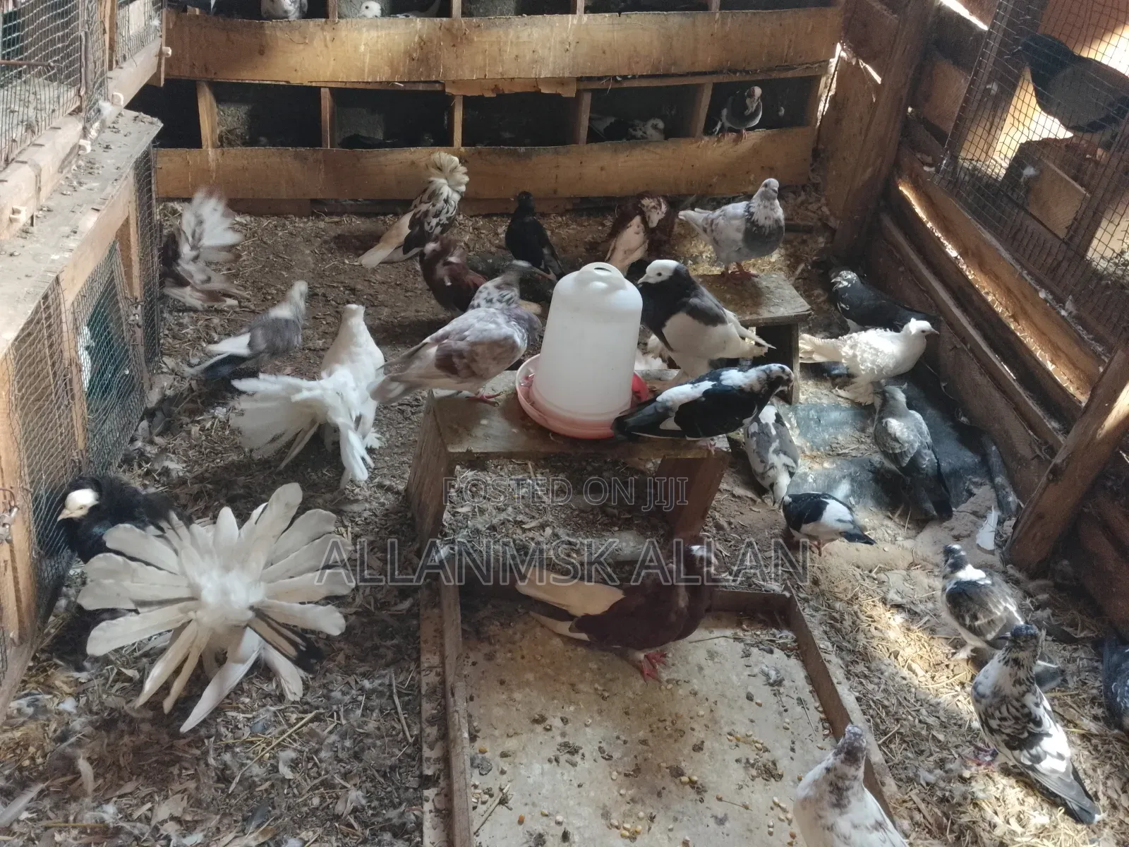 American Fantail.Flash Sale 100,000/= Apair