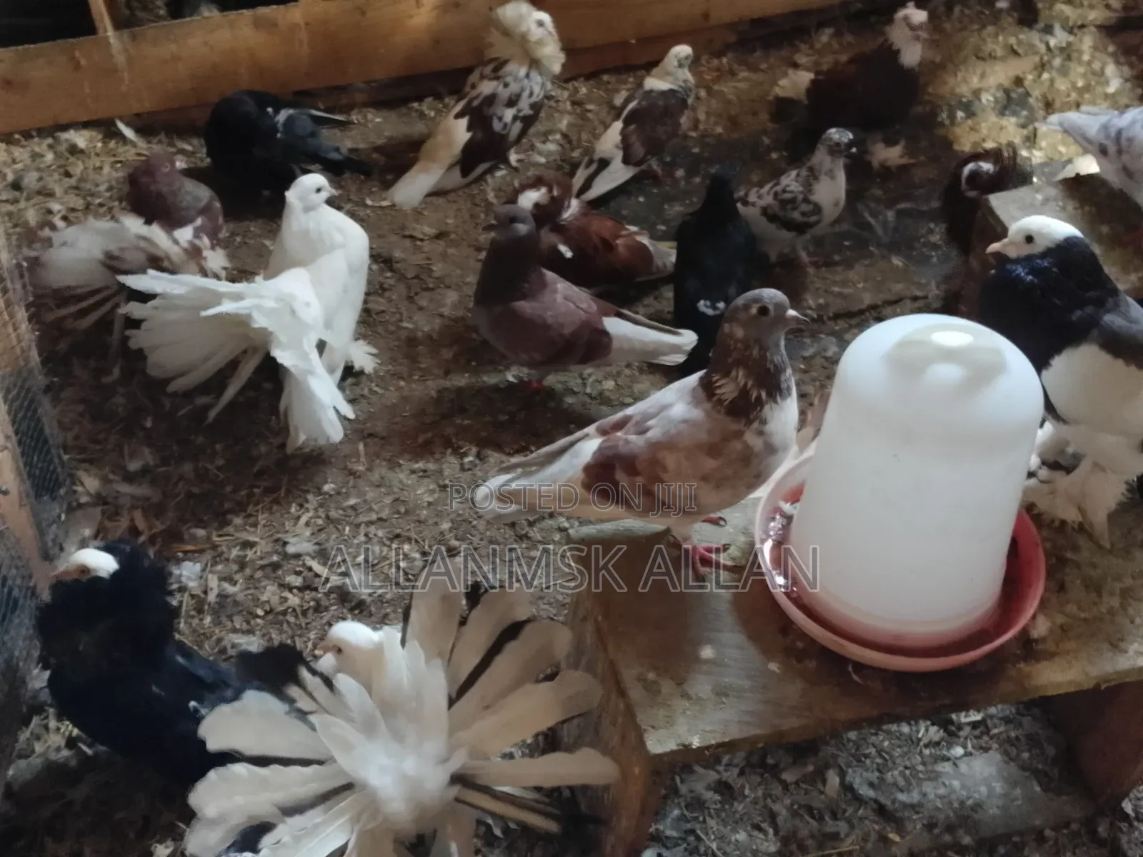 American Fantail.Flash Sale 100,000/= Apair