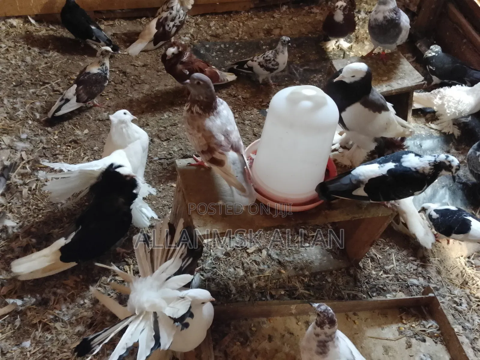 American Fantail.Flash Sale 100,000/= Apair