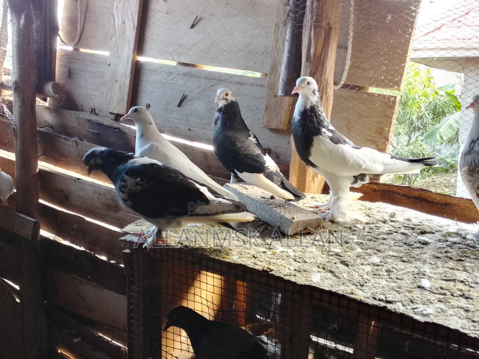 American Fantail.Flash Sale 100,000/= Apair
