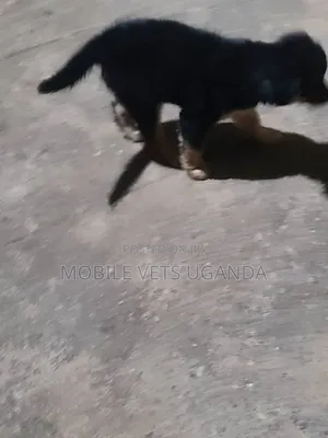 1-3 months Male Purebred German Shepherd