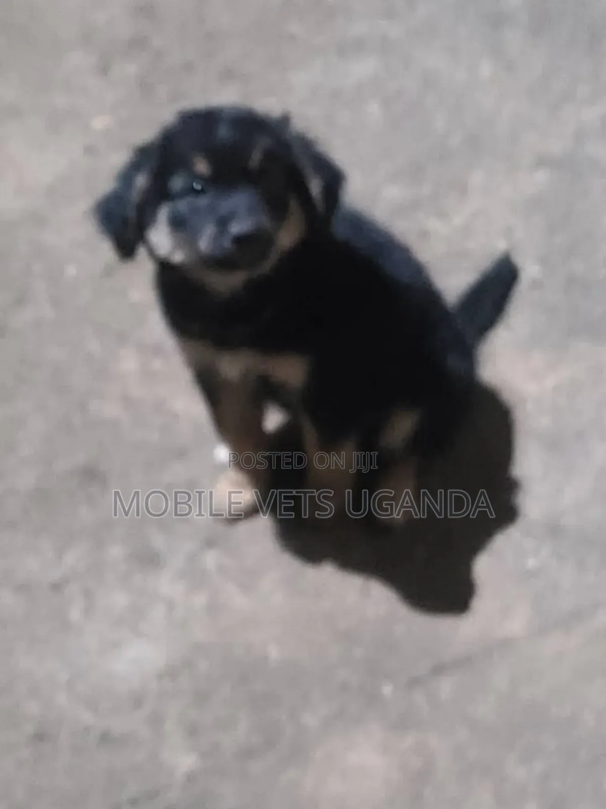 3-6 months Female Purebred German Shepherd