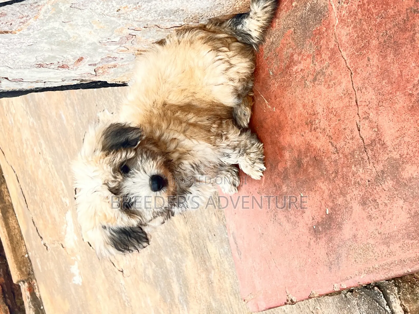 1-3 months Male Purebred Maltese