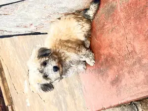 1-3 months Male Purebred Maltese