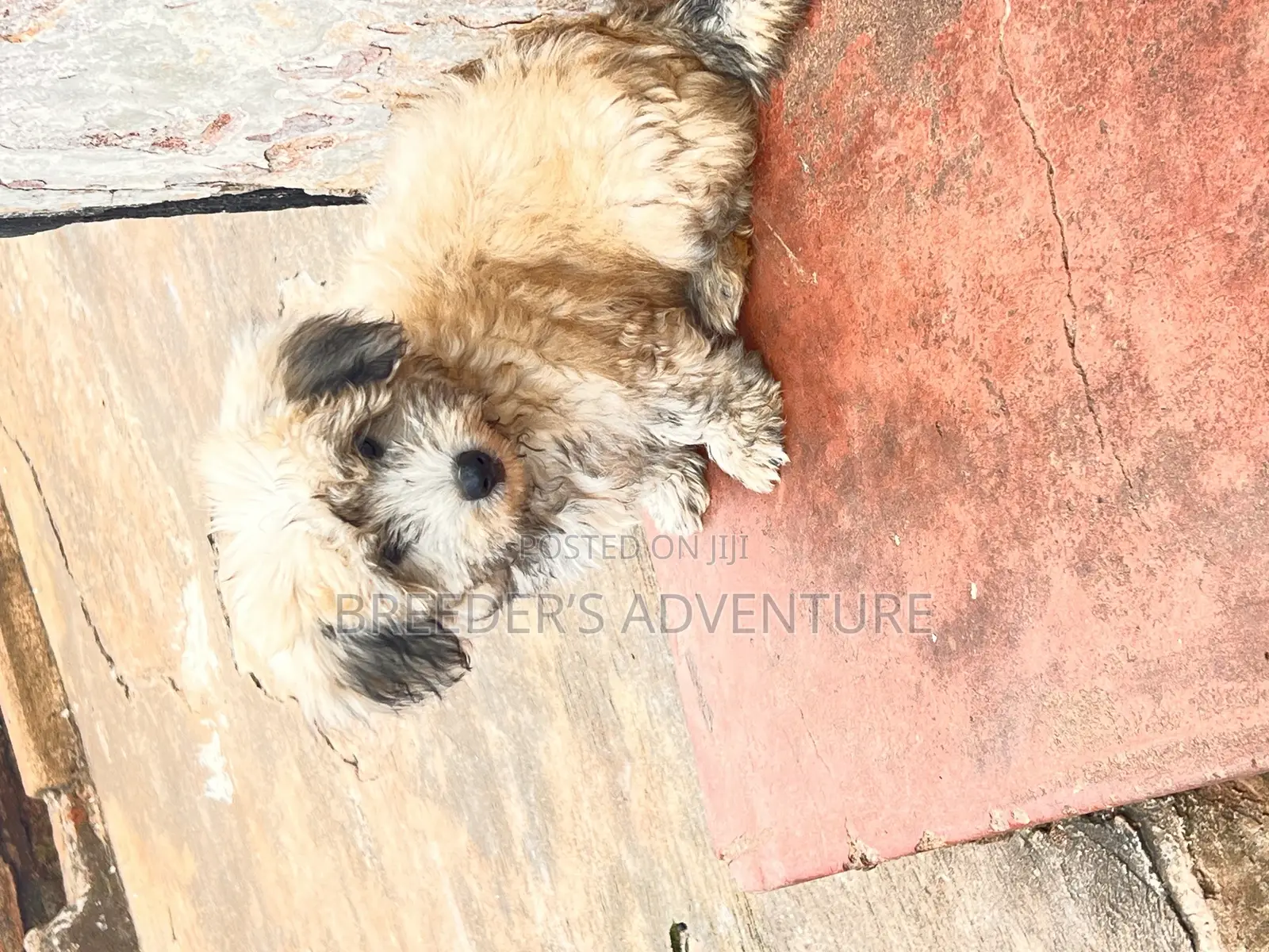 1-3 months Male Purebred Maltese