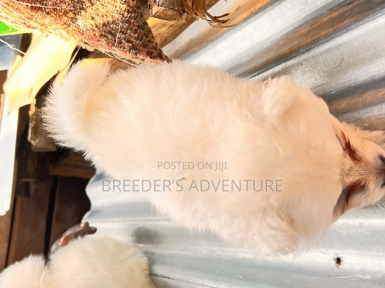 1-3 months Male Purebred Japanese Spitz