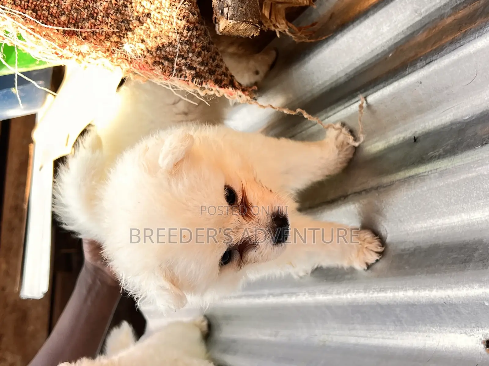 1-3 months Male Purebred Japanese Spitz