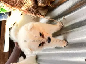 1-3 months Male Purebred Japanese Spitz