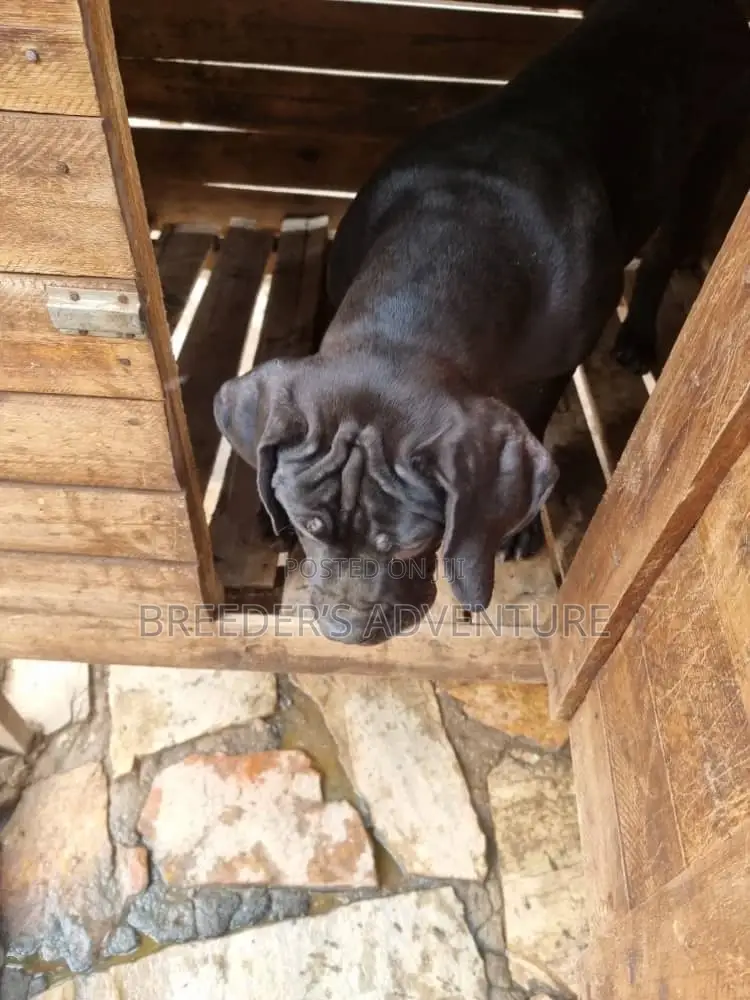 1-3 months Male Purebred Boerboel