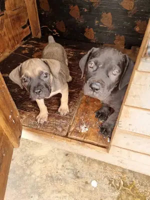 1-3 months Male Purebred Boerboel