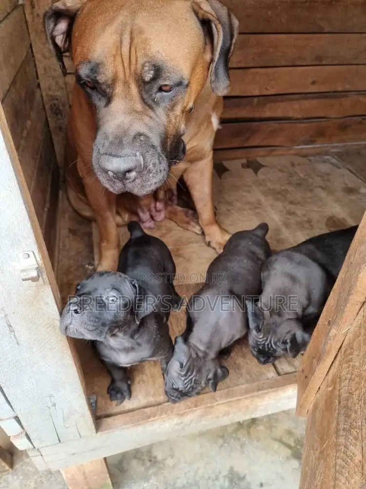 1-3 months Male Purebred Boerboel