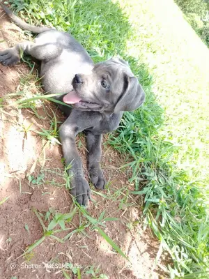 1-3 months Male Purebred Cane Corso