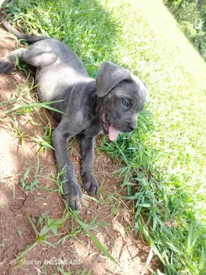 1-3 months Male Purebred Cane Corso