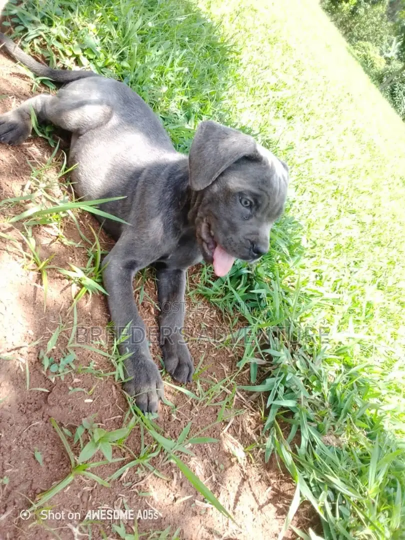 1-3 months Male Purebred Cane Corso