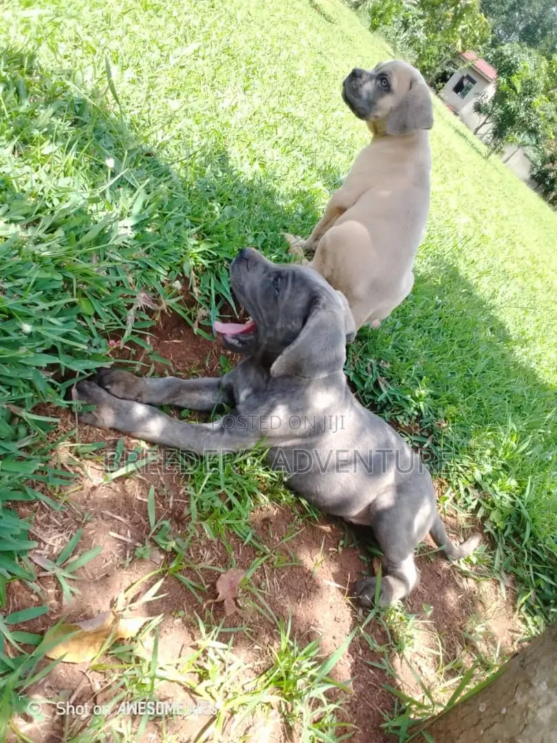 1-3 months Male Purebred Cane Corso