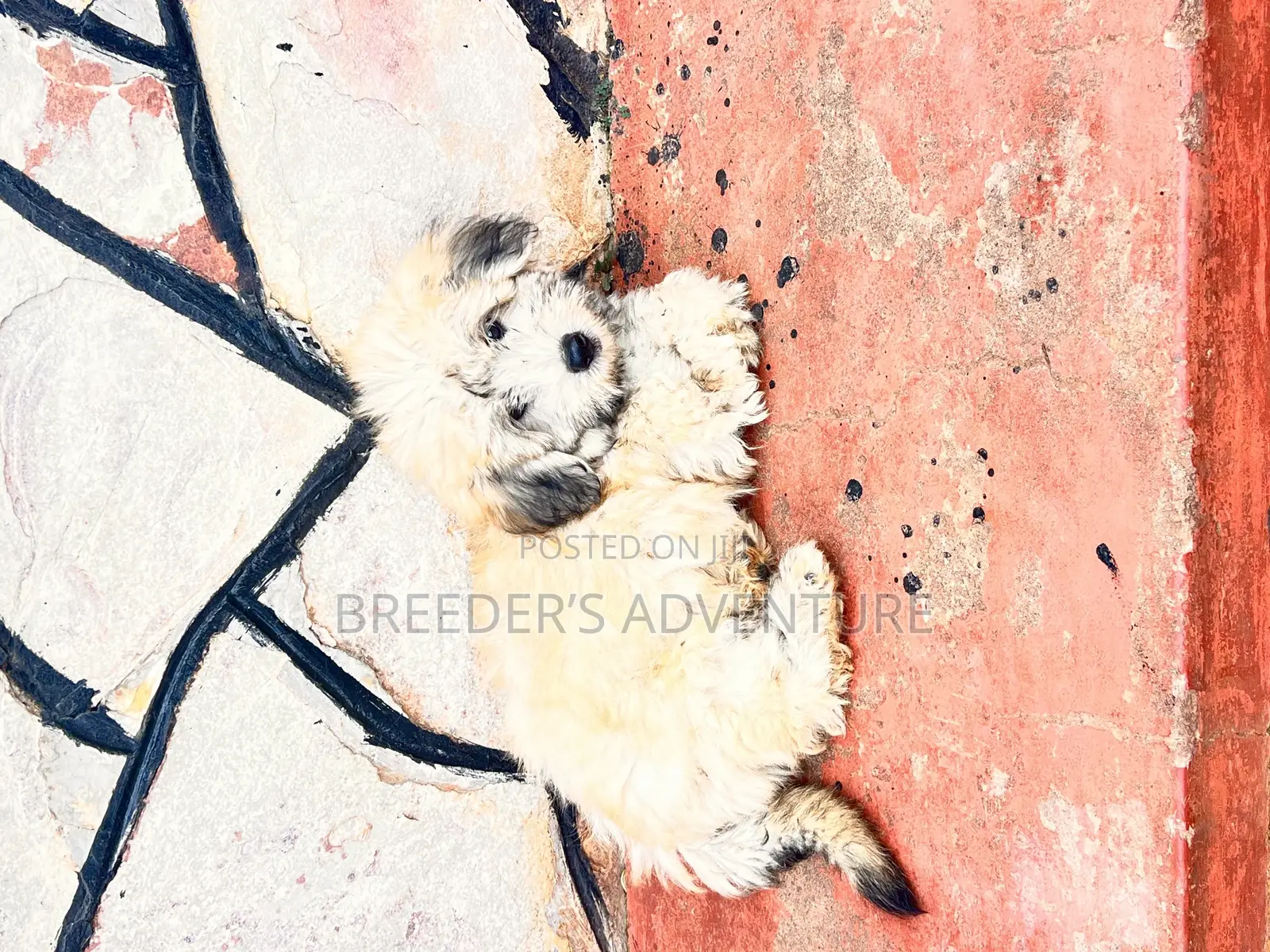 1-3 months Male Purebred Maltese