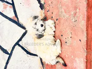1-3 months Male Purebred Maltese
